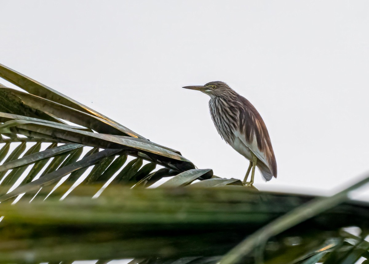 Indian Pond-Heron - ML646782664