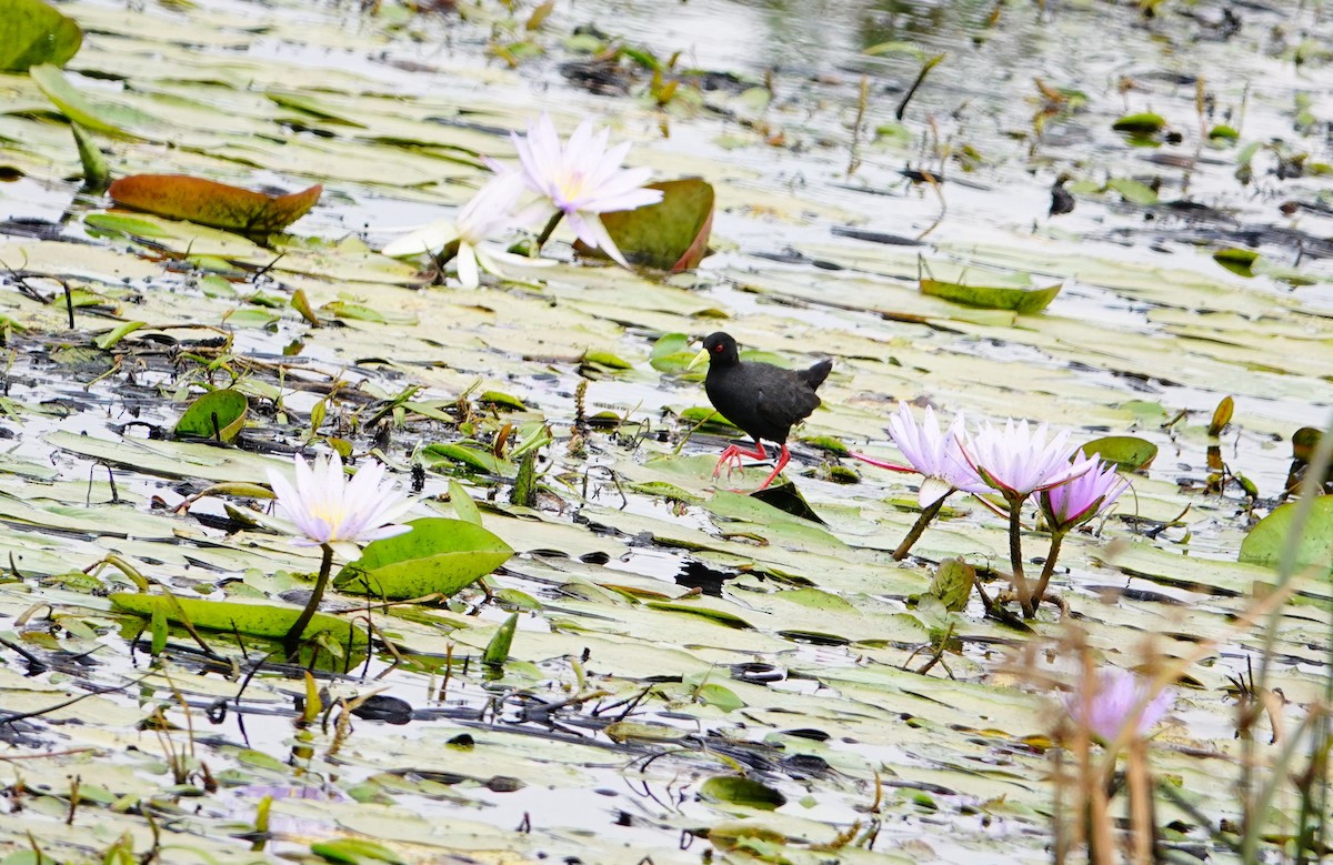 Black Crake - ML646782665