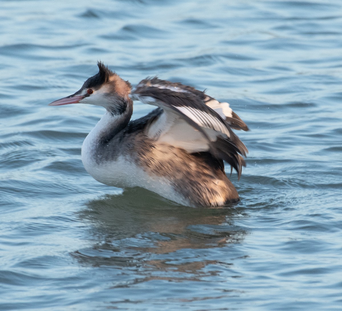 Great Crested Grebe - ML646782667