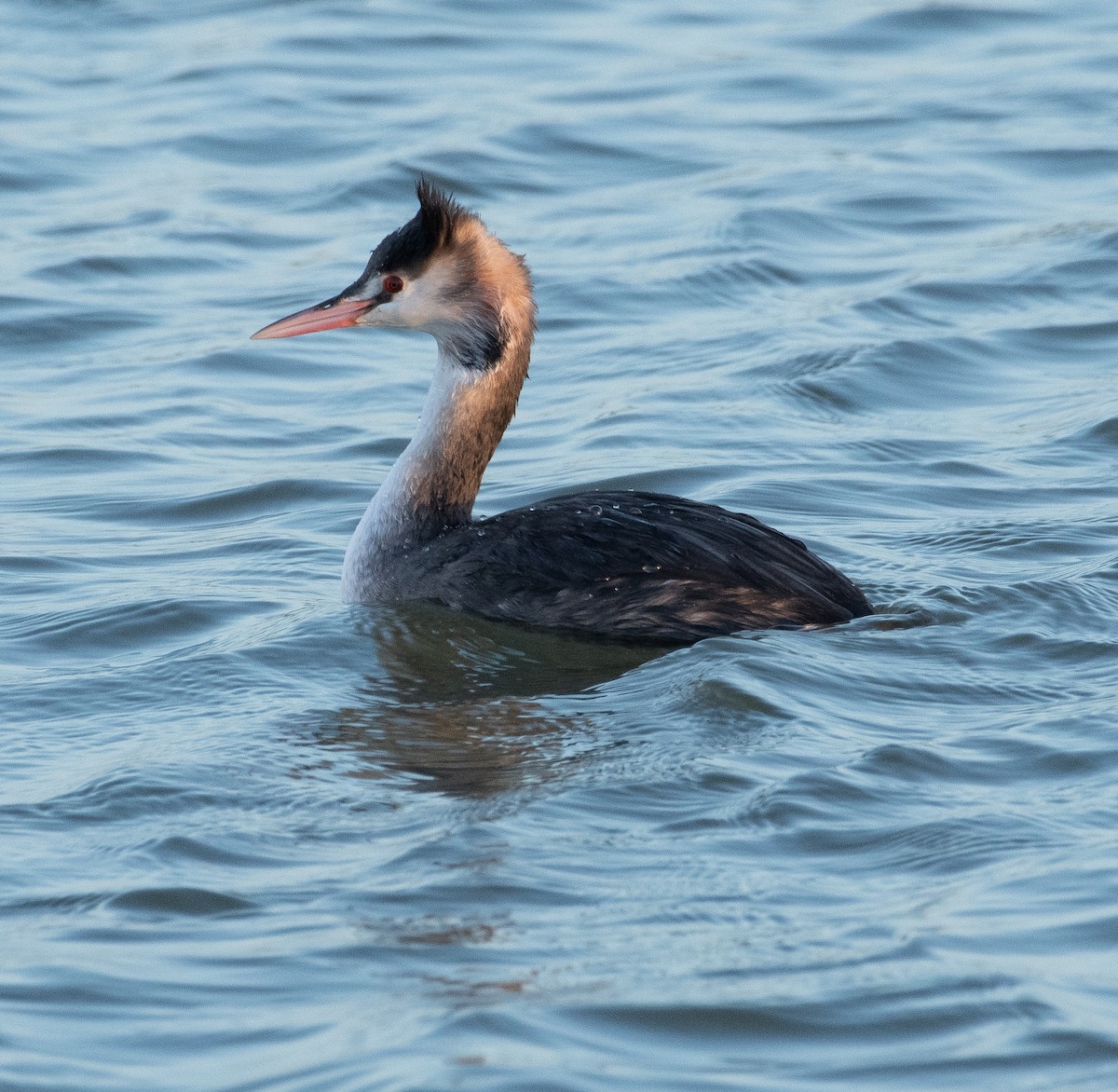 Great Crested Grebe - ML646782668