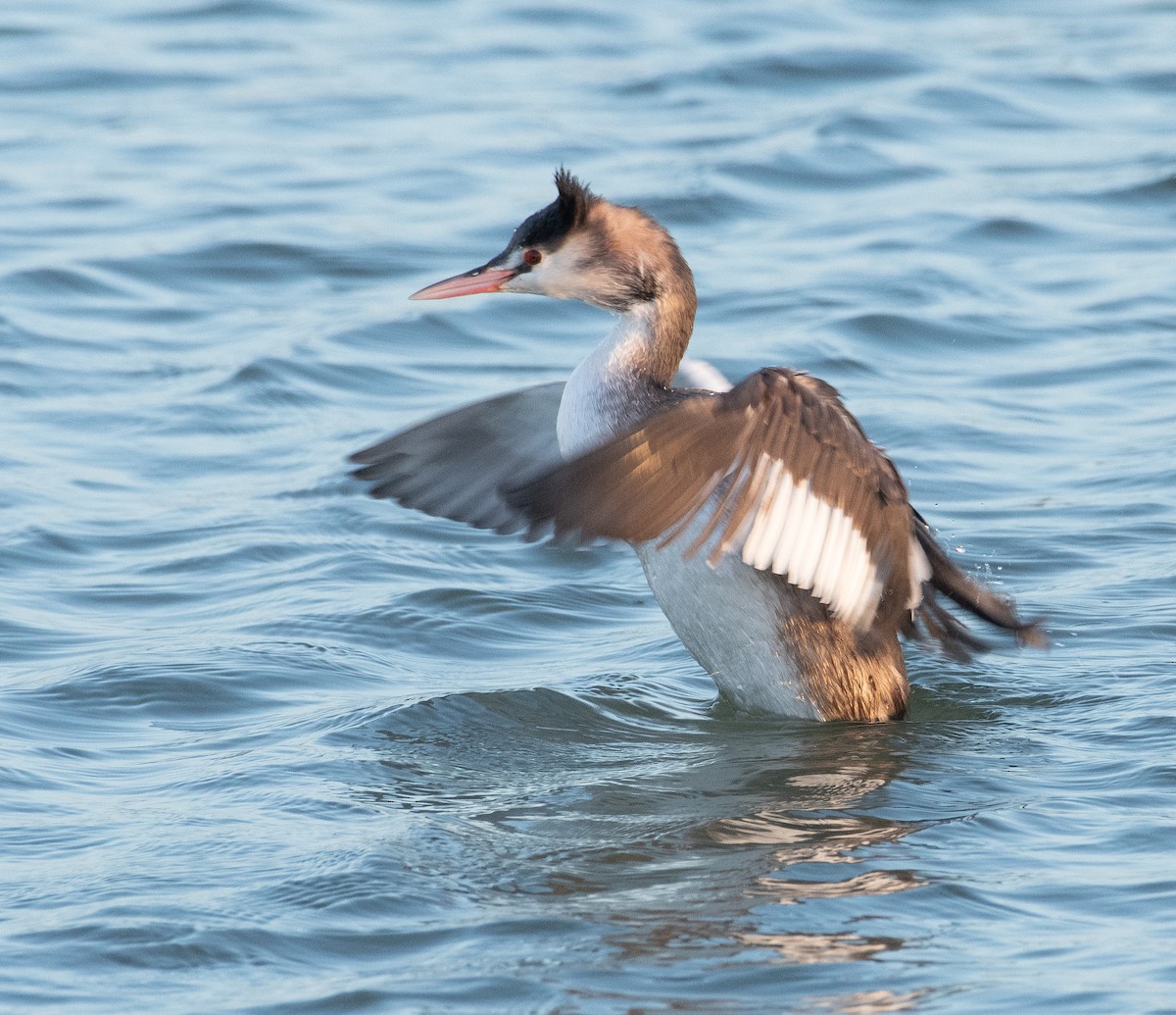 Great Crested Grebe - ML646782669