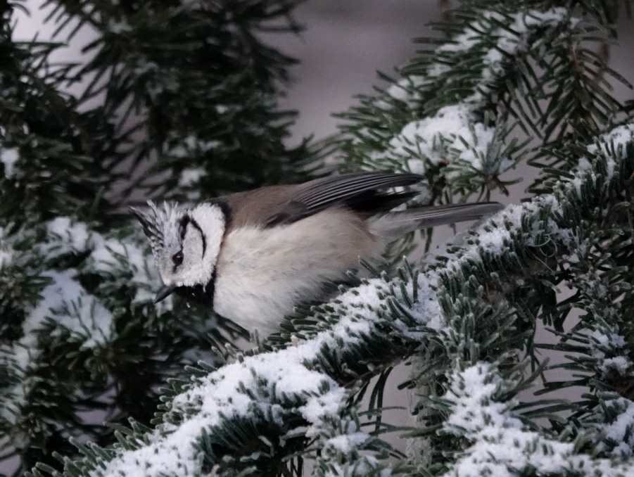 Crested Tit - ML646782671