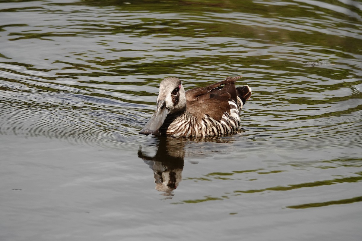 Pink-eared Duck - ML646782676