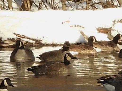 Barnacla Canadiense Grande - ML646782683