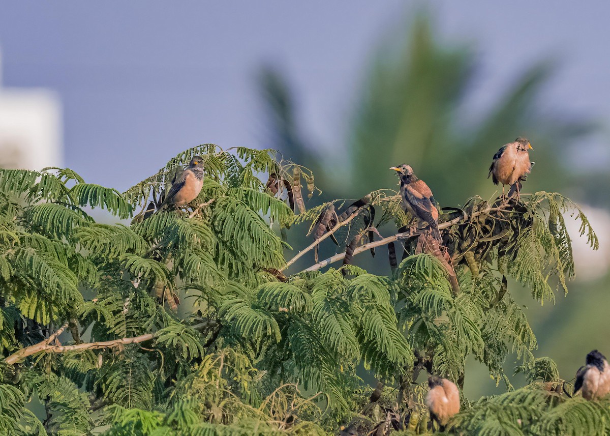 Rosy Starling - ML646782685