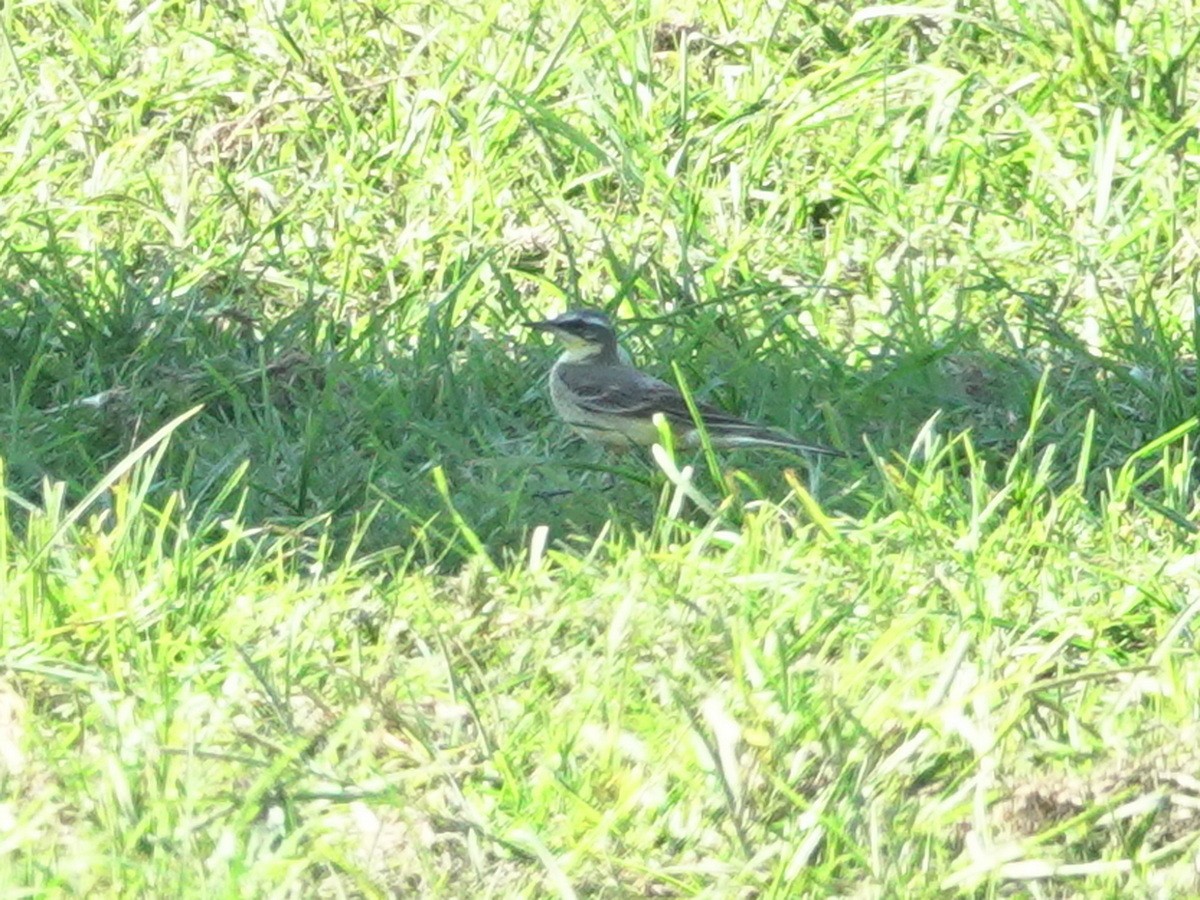 Western/Eastern Yellow Wagtail - ML646782686