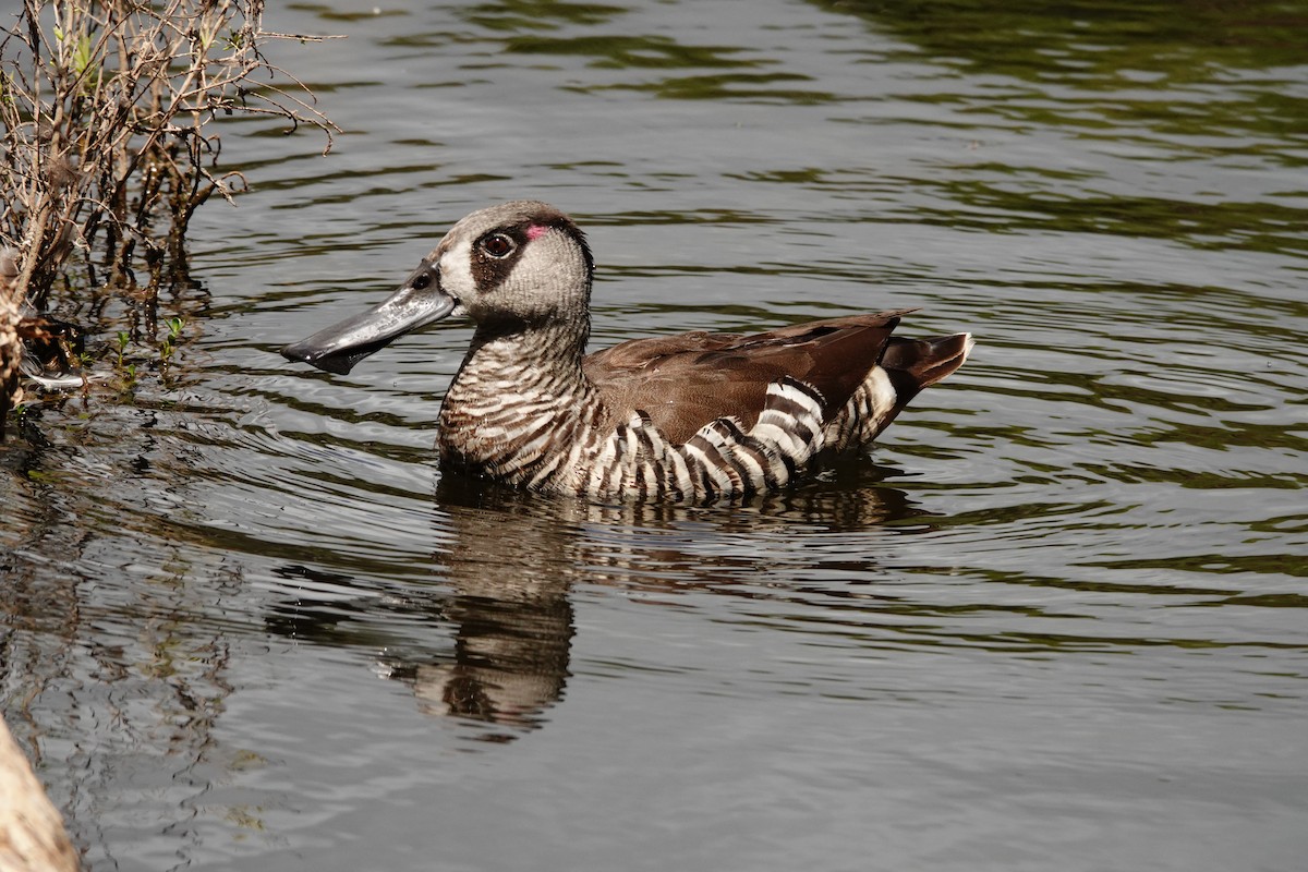 Pink-eared Duck - ML646782692