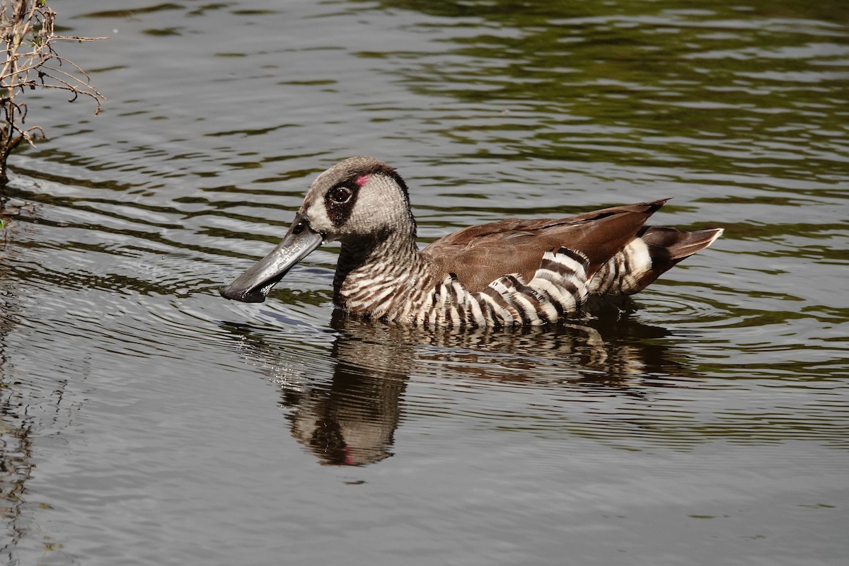 Pink-eared Duck - ML646782693