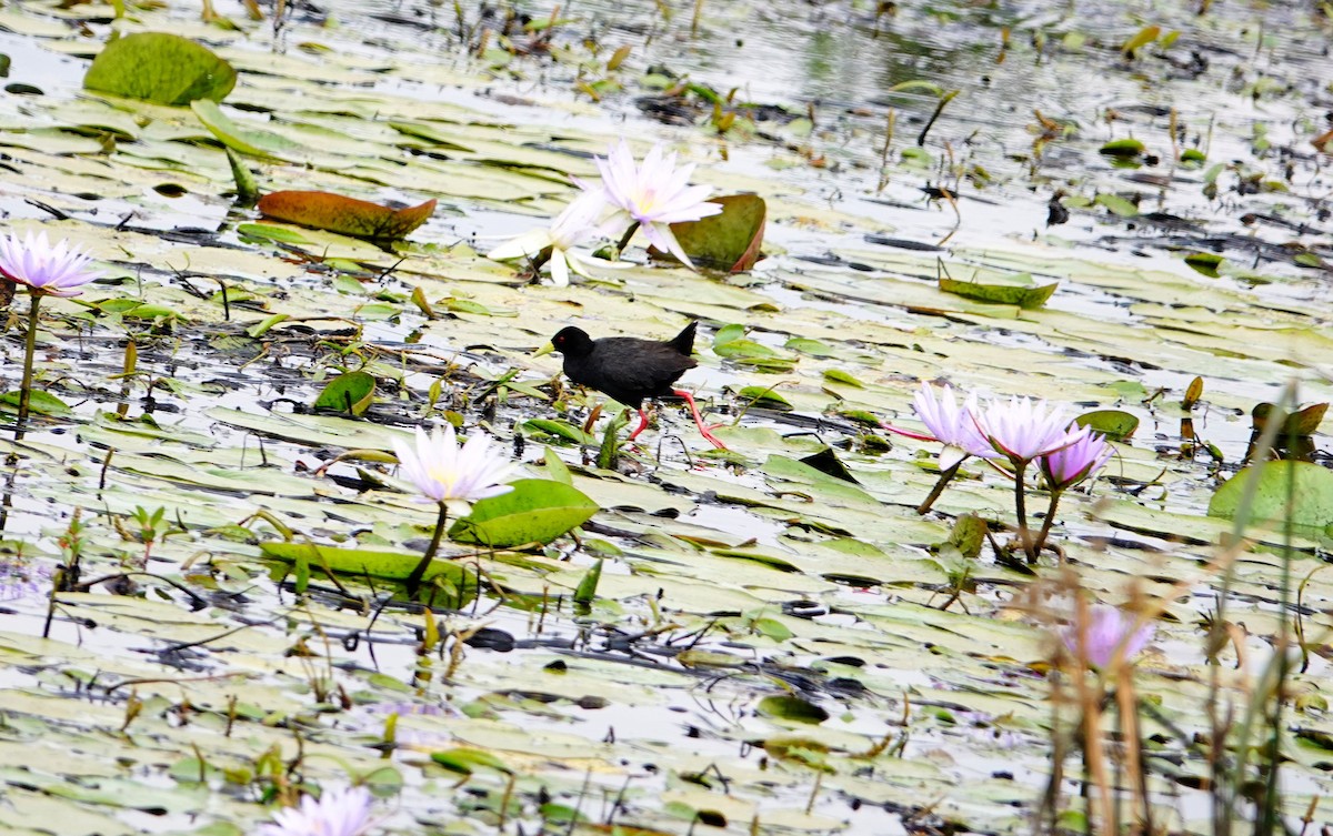 Black Crake - ML646782703