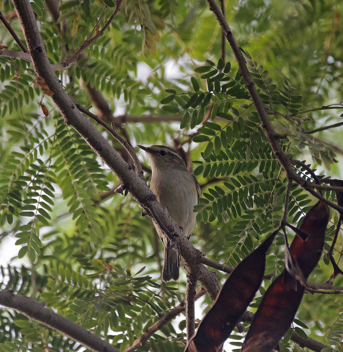 ヤナギムシクイ - ML646782704