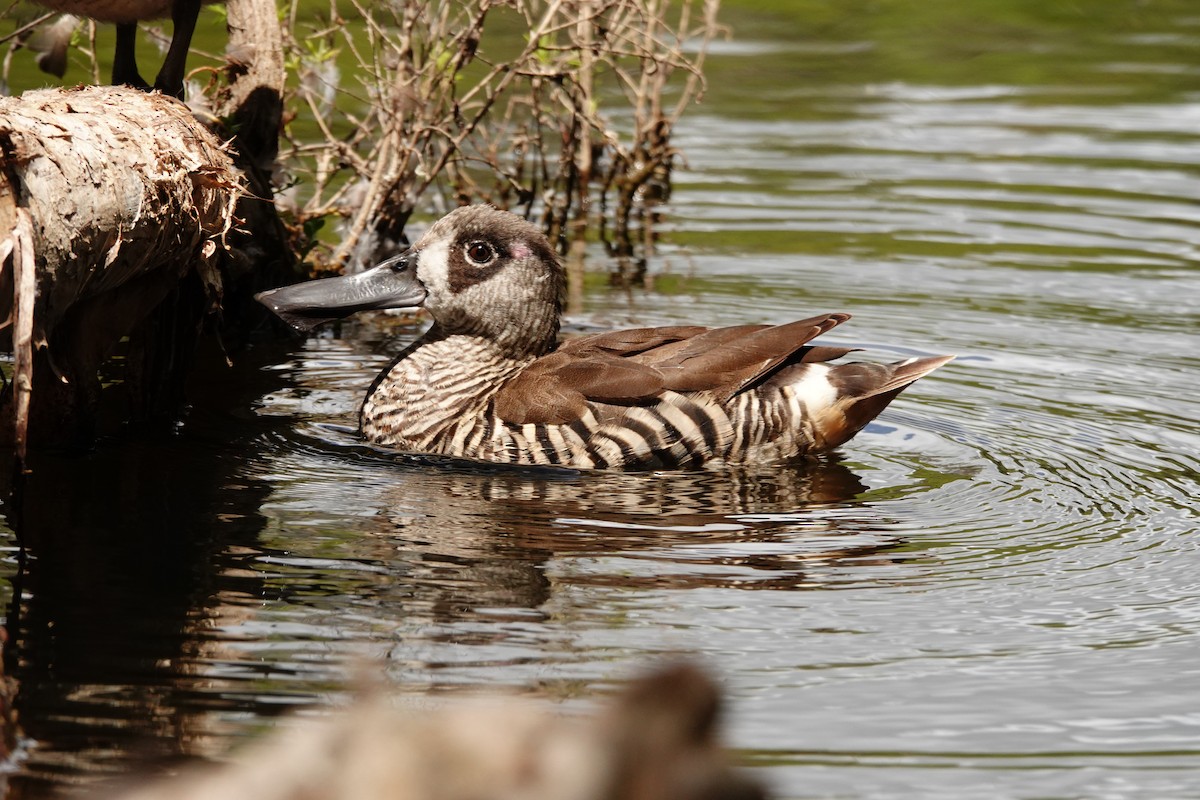 Pink-eared Duck - ML646782717