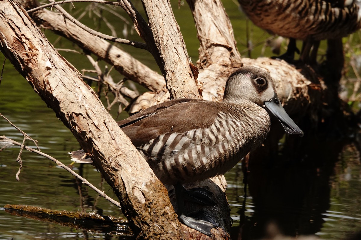 Pink-eared Duck - ML646782718