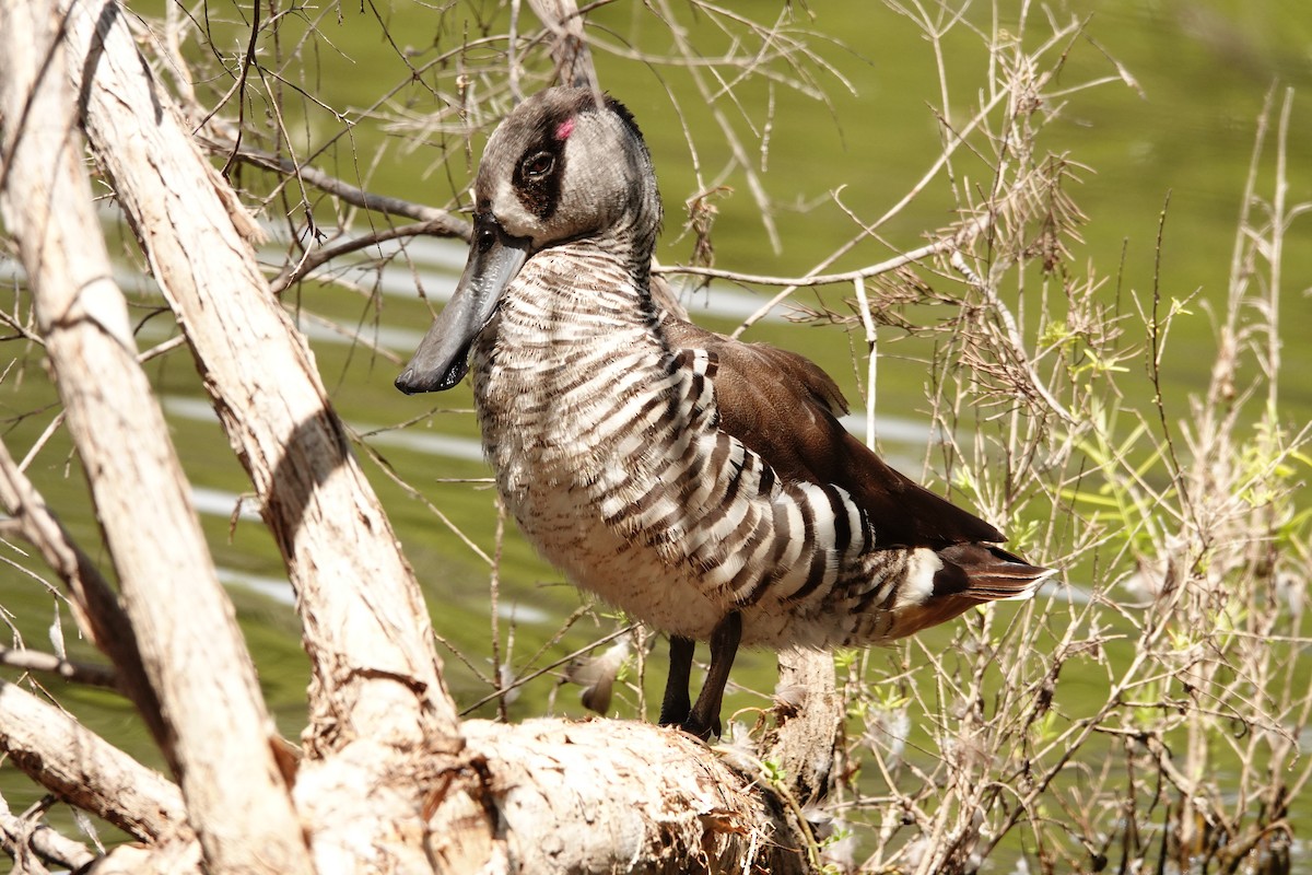 Pink-eared Duck - ML646782719