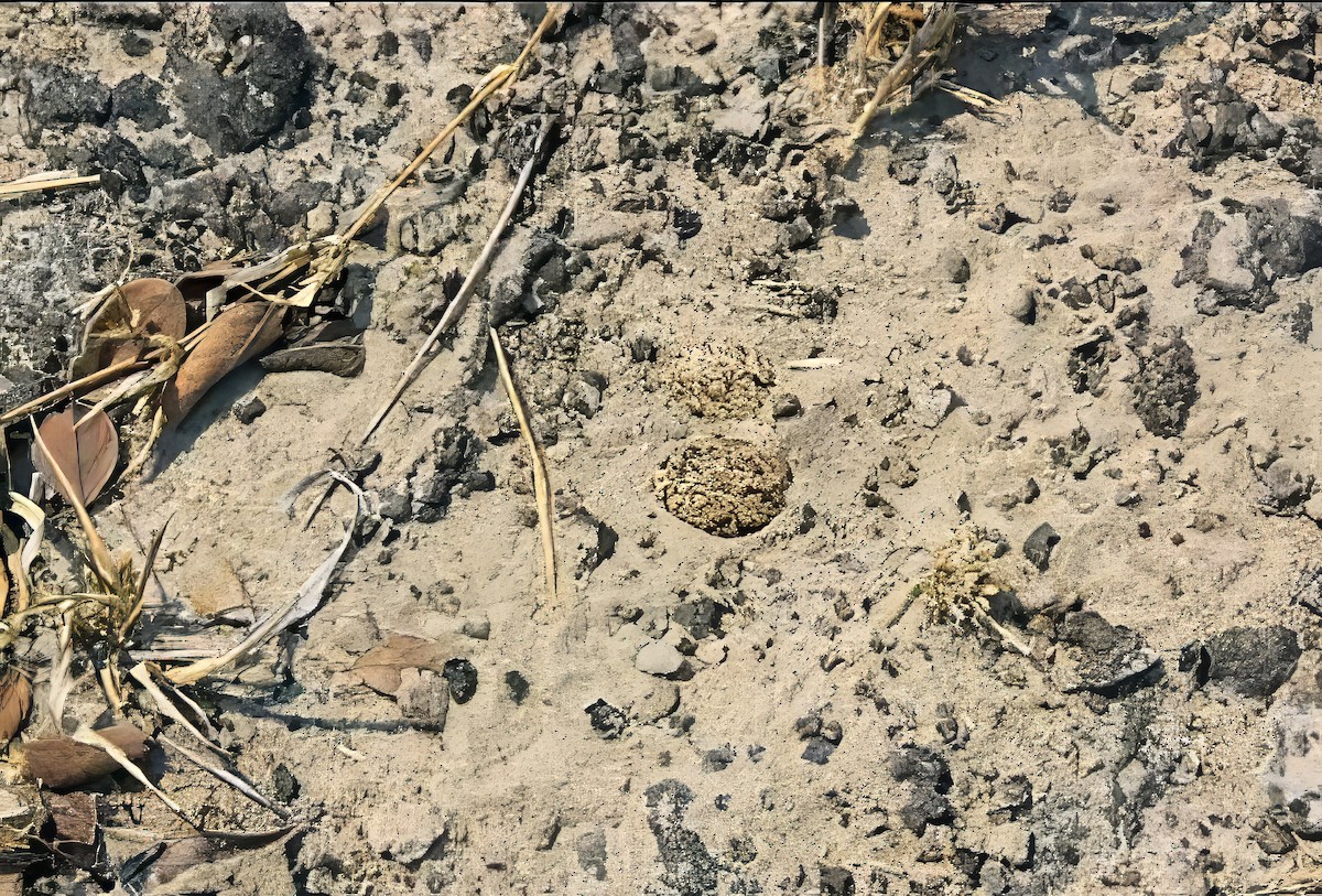 běhulík páskovaný - ML646782721