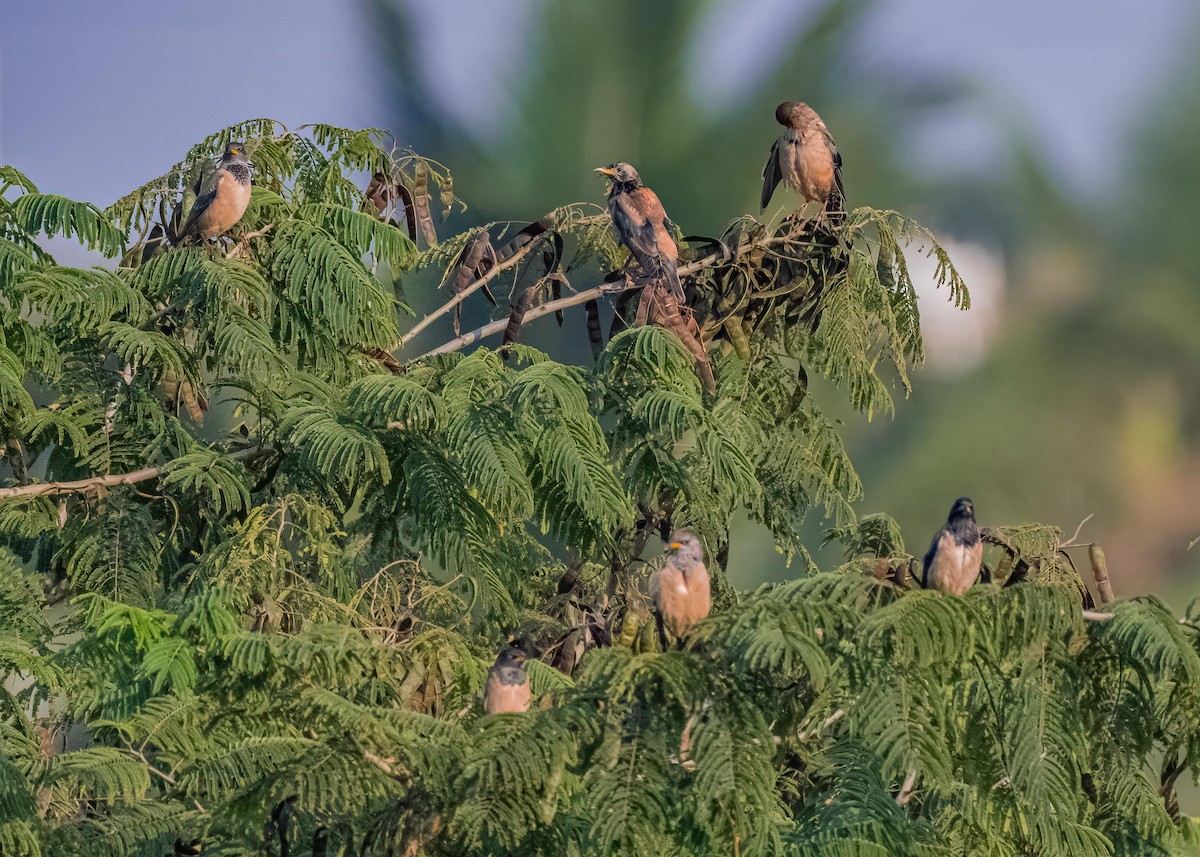 Rosy Starling - ML646782734