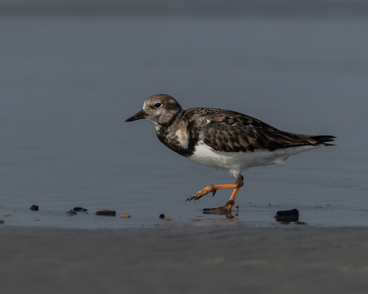 Steinwälzer - ML646782744