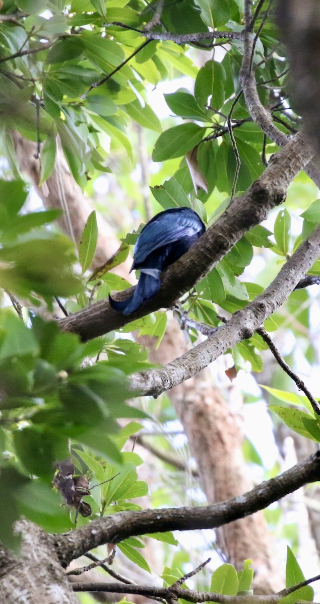 Hair-crested Drongo - ML646782745