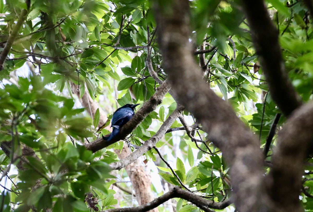 Hair-crested Drongo - ML646782746