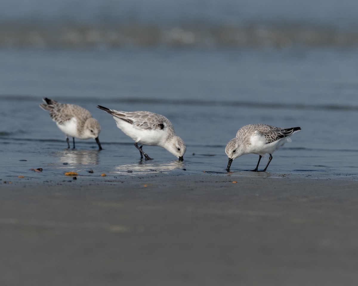 Txirri zuria - ML646782748