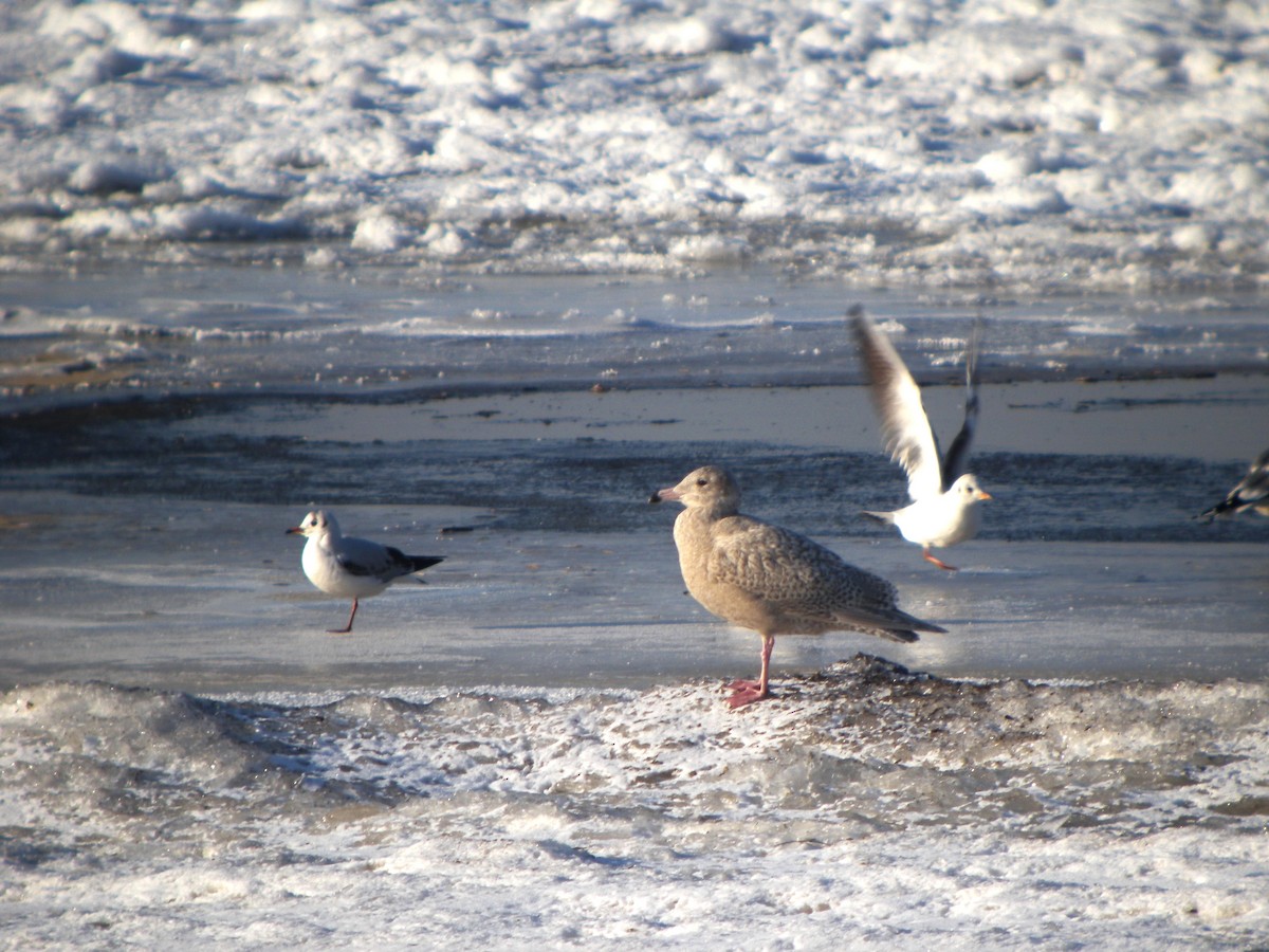 Бургомистр - ML646782749