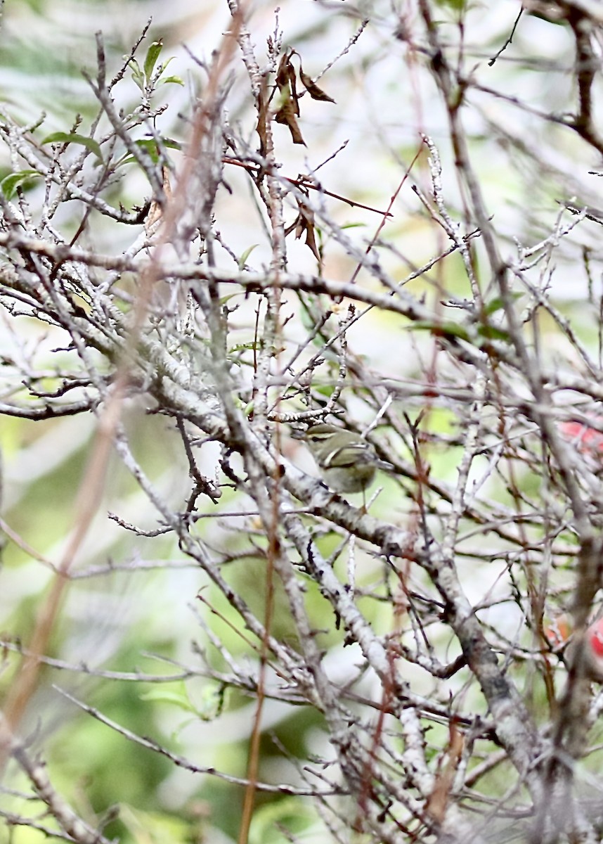 Luì di Pallas - ML646782750