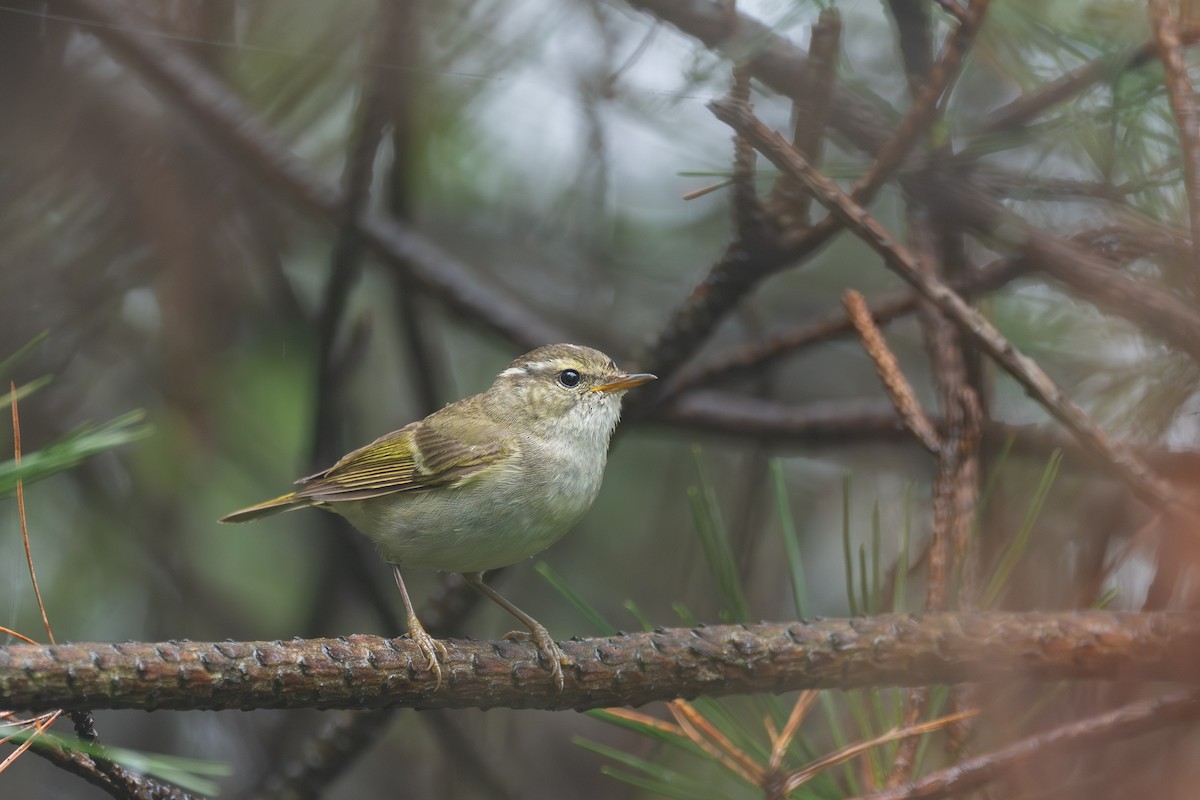 Chinese Leaf Warbler - ML646782755
