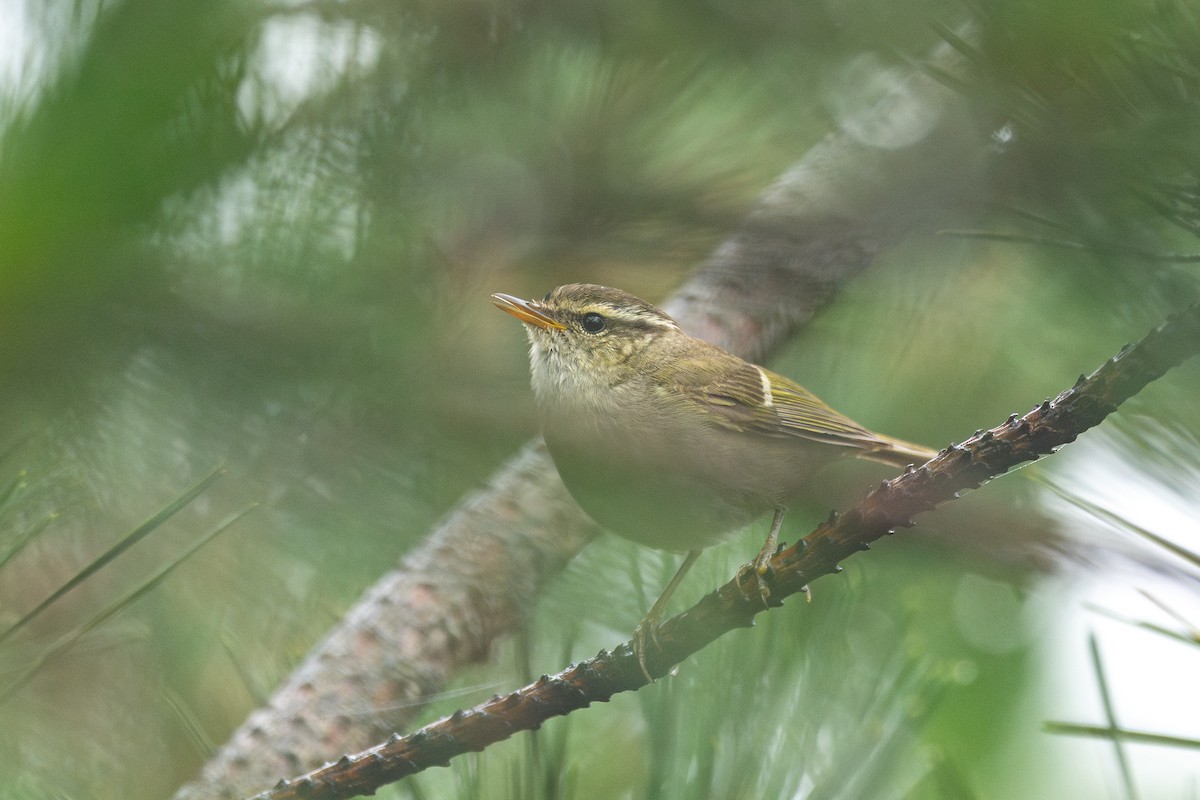 Chinese Leaf Warbler - ML646782756