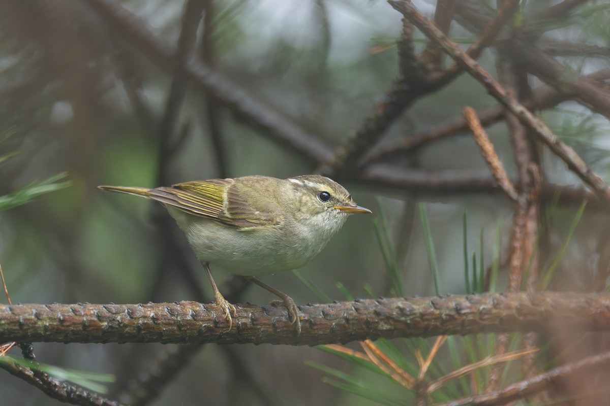 Chinese Leaf Warbler - ML646782757