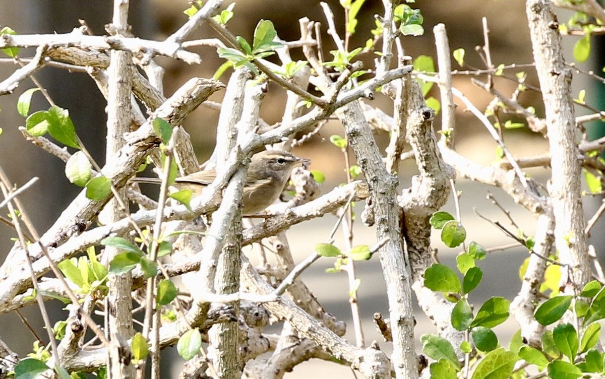 Dusky Warbler - ML646782758