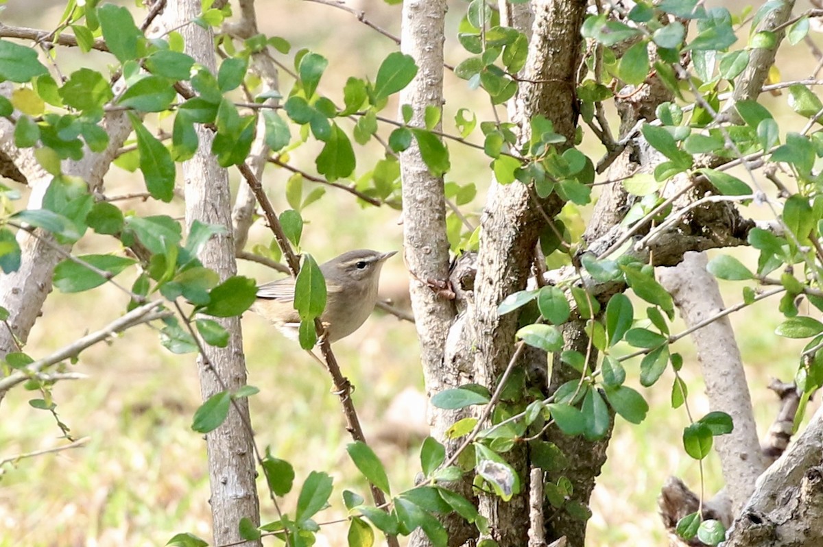 Dusky Warbler - ML646782759