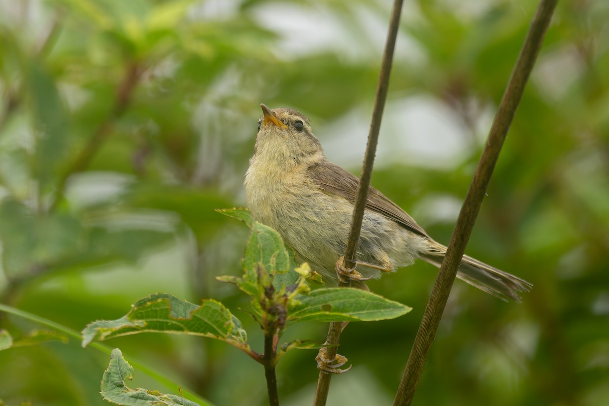 Buff-throated Warbler - ML646782761