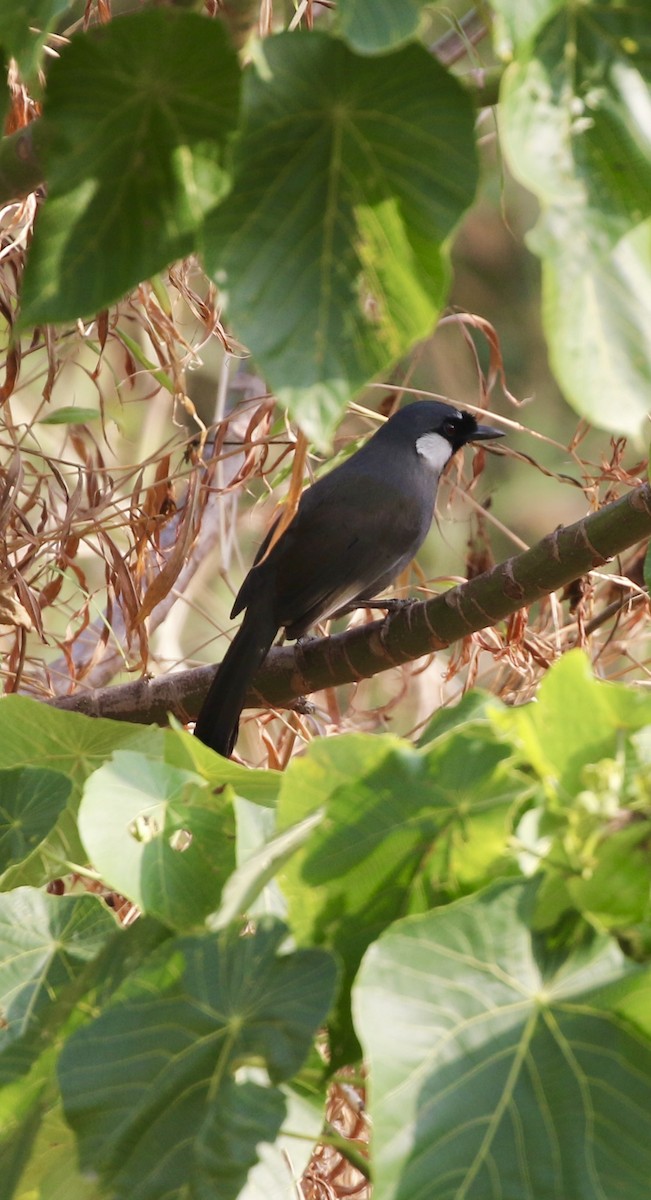 Garrulaxe à joues blanches - ML646782762