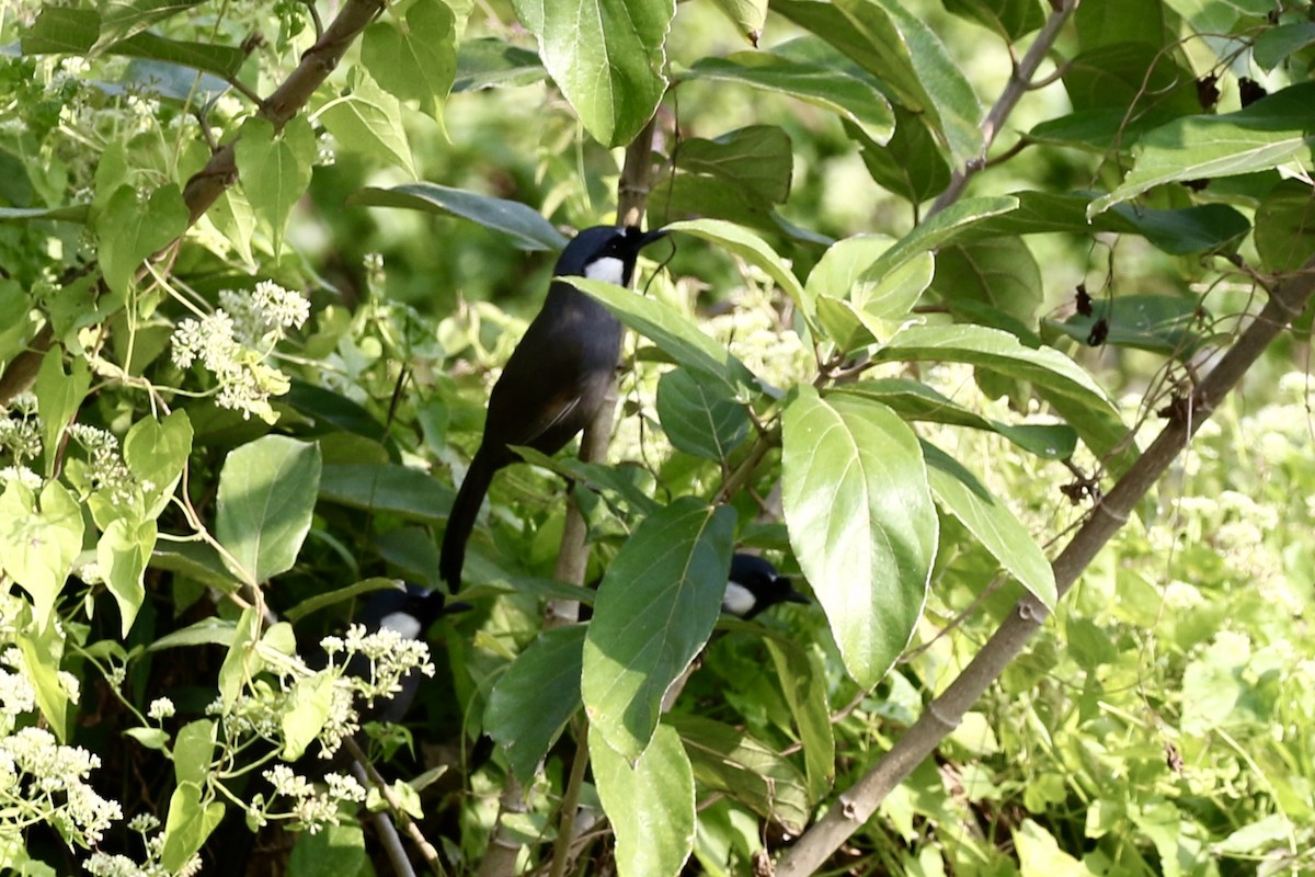 Garrulaxe à joues blanches - ML646782763