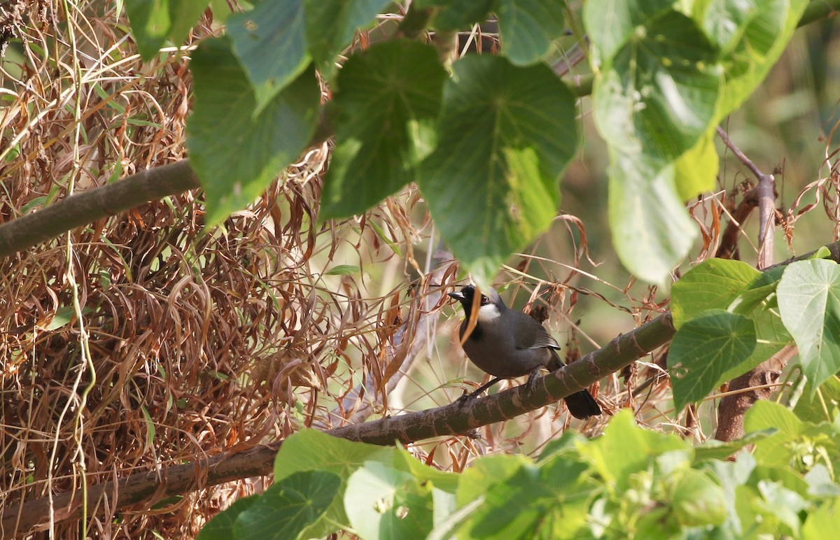 Garrulaxe à joues blanches - ML646782764