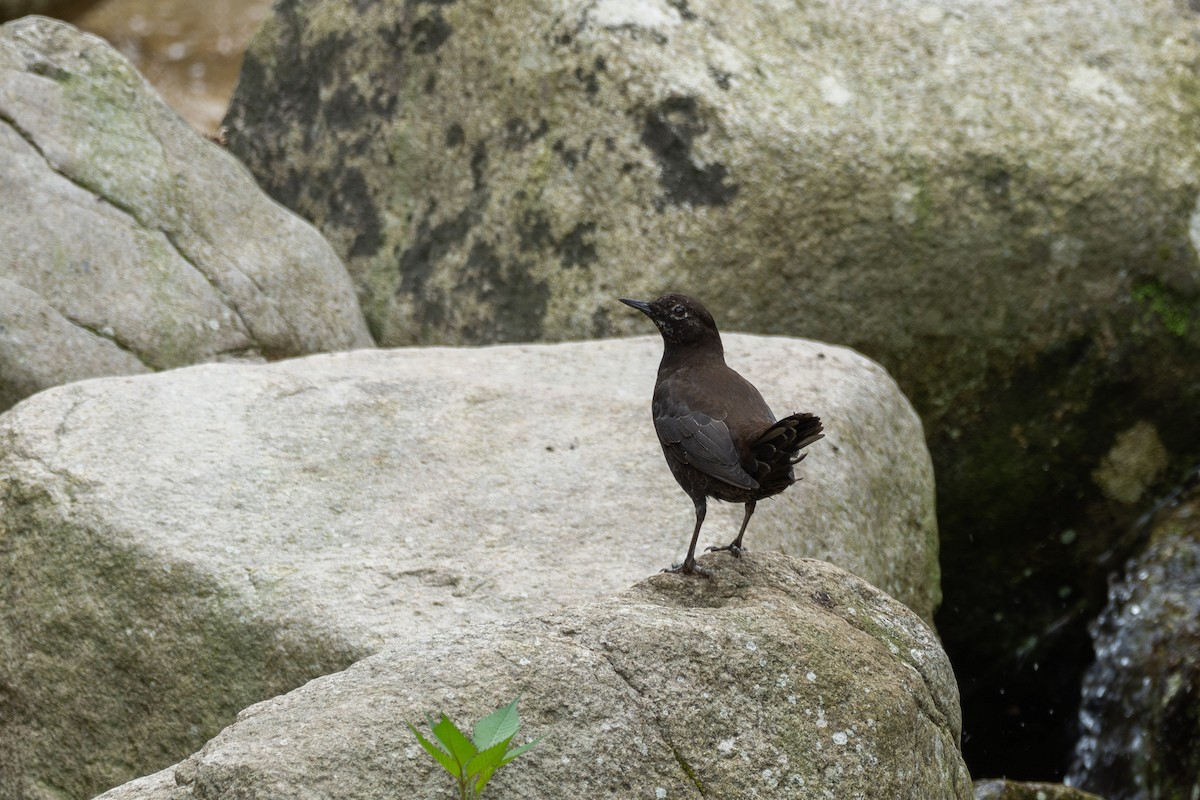 Cincle de Pallas - ML646782765