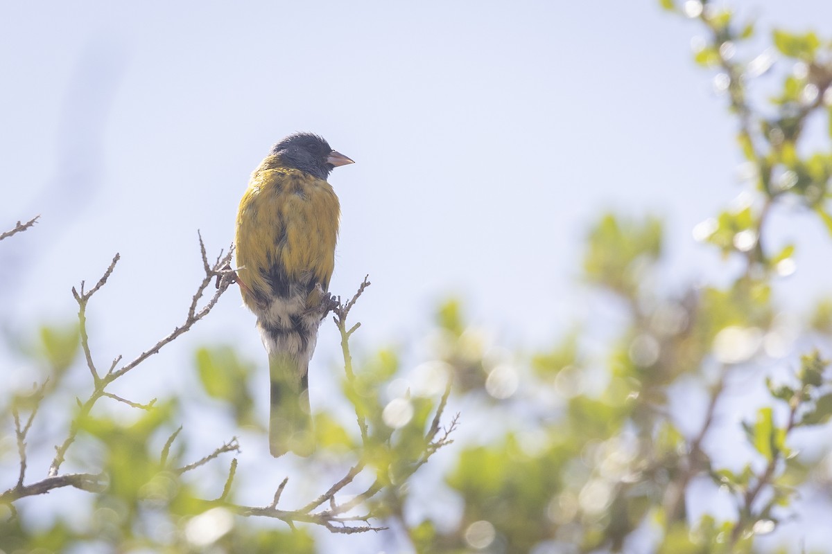 Phrygile à tête grise - ML646782766