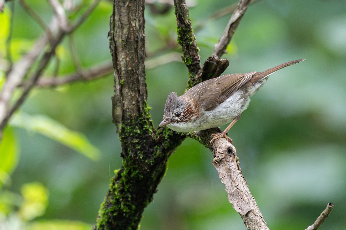 Yuhina à bandeau - ML646782767