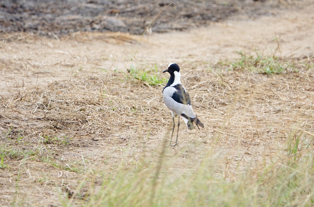 Vanneau armé - ML646782773