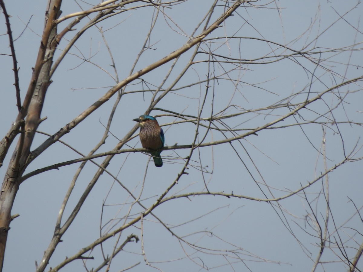 Rollier indien - ML646782774