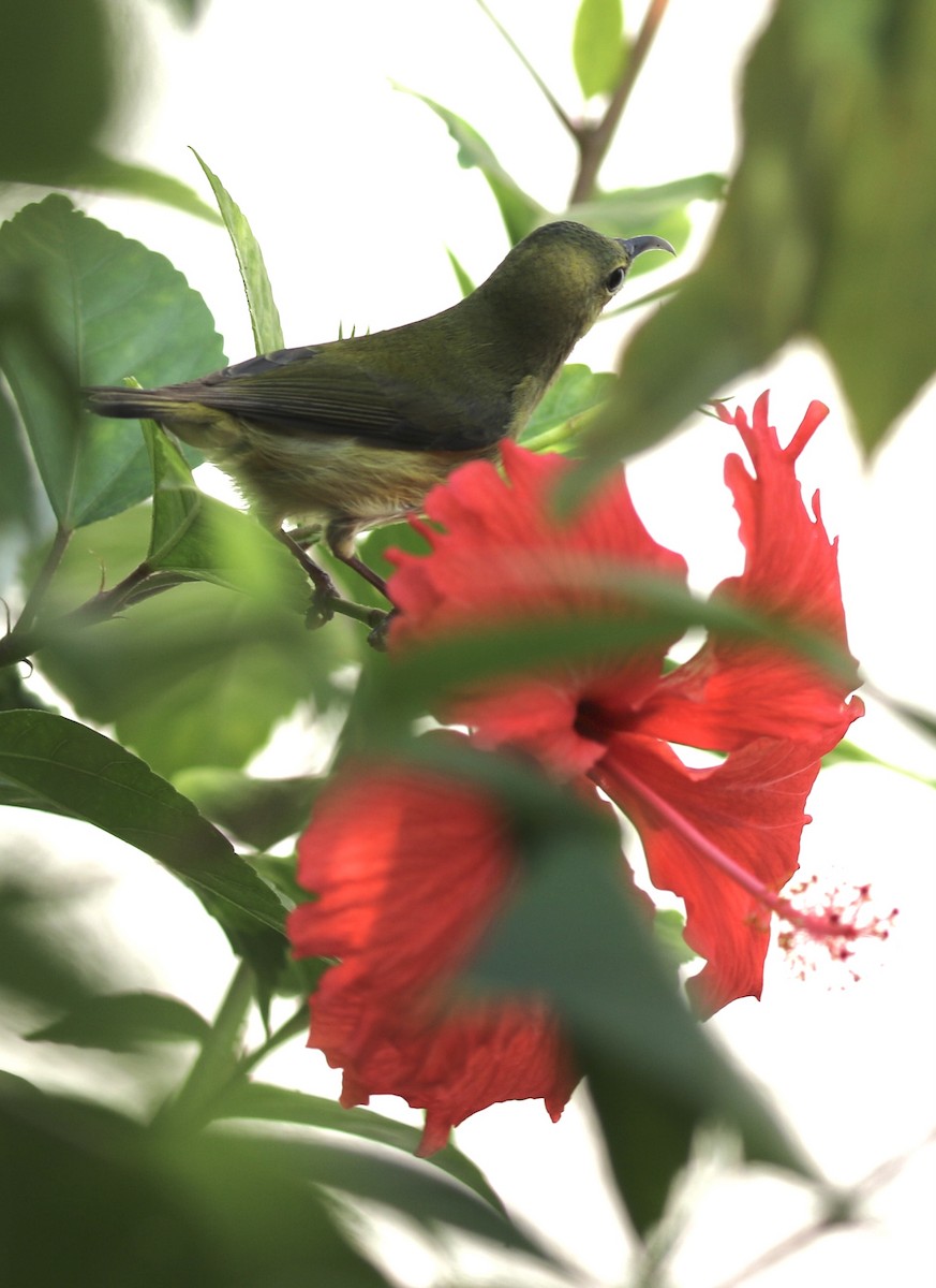 Souimanga de Christina - ML646782775