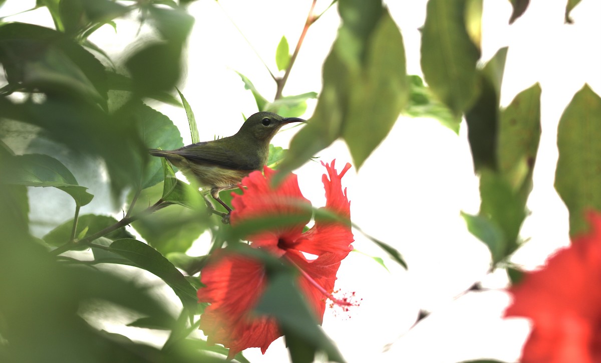 Souimanga de Christina - ML646782776