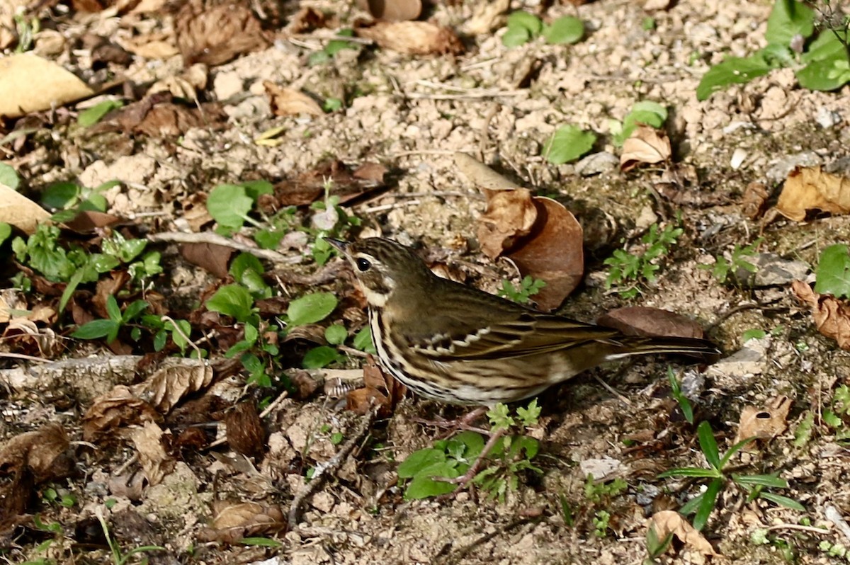 Pipit à dos olive - ML646782777