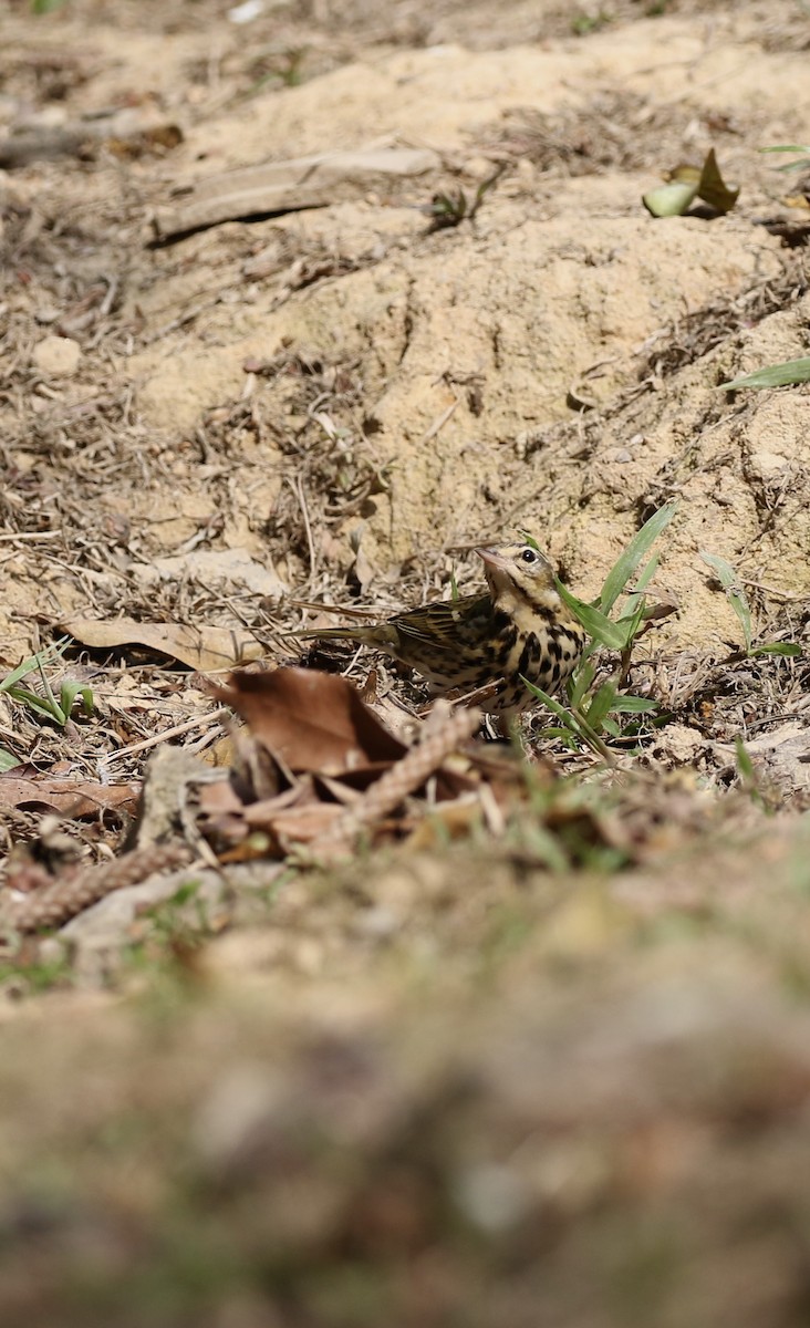 Pipit à dos olive - ML646782778