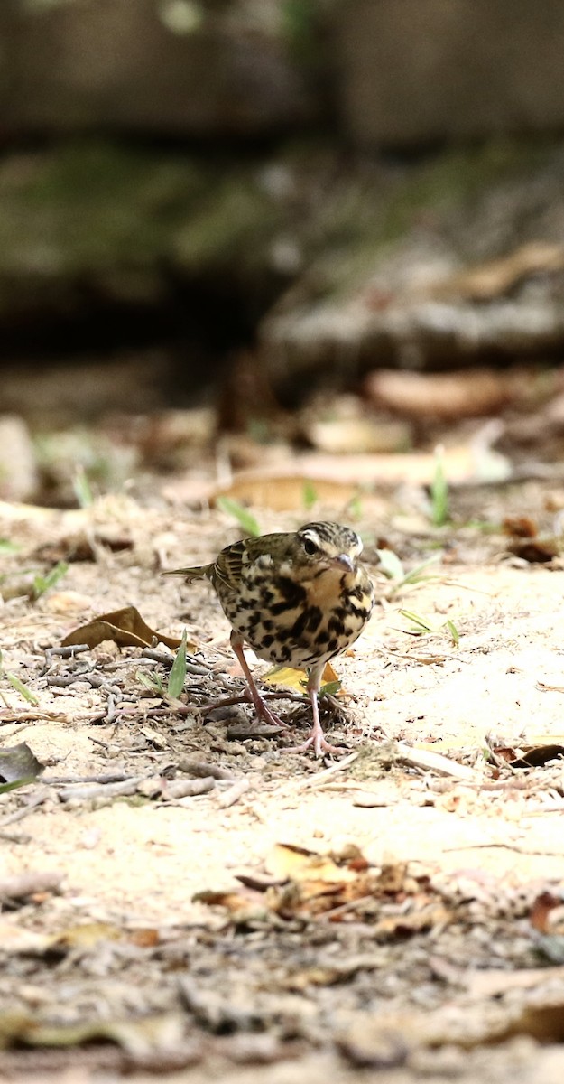 Pipit à dos olive - ML646782779