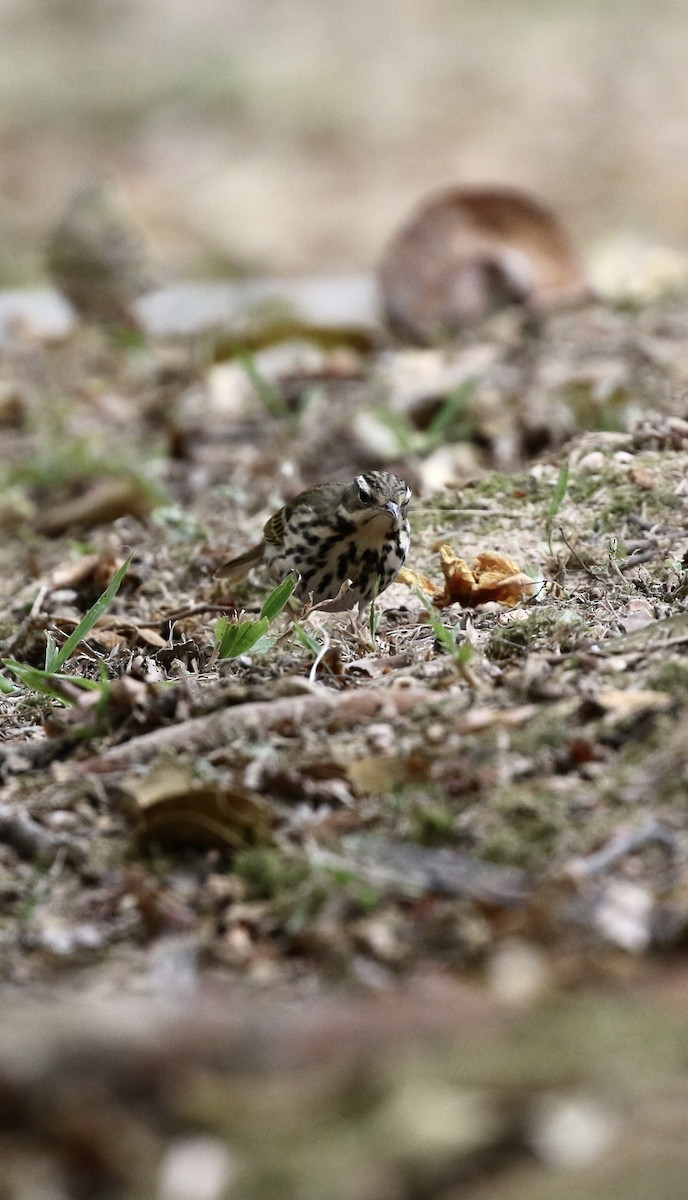 Pipit à dos olive - ML646782780