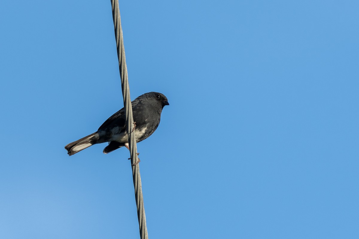 Bruant bleu - ML646782781