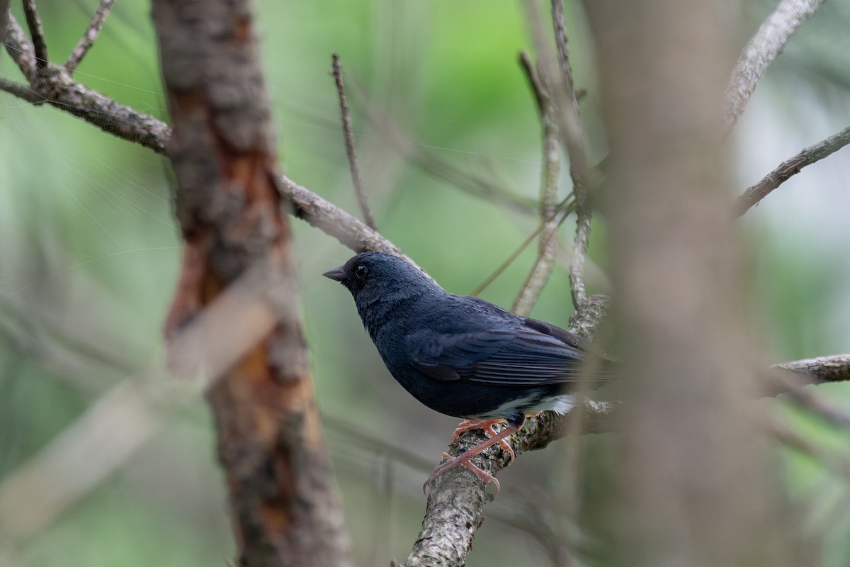 Bruant bleu - ML646782782