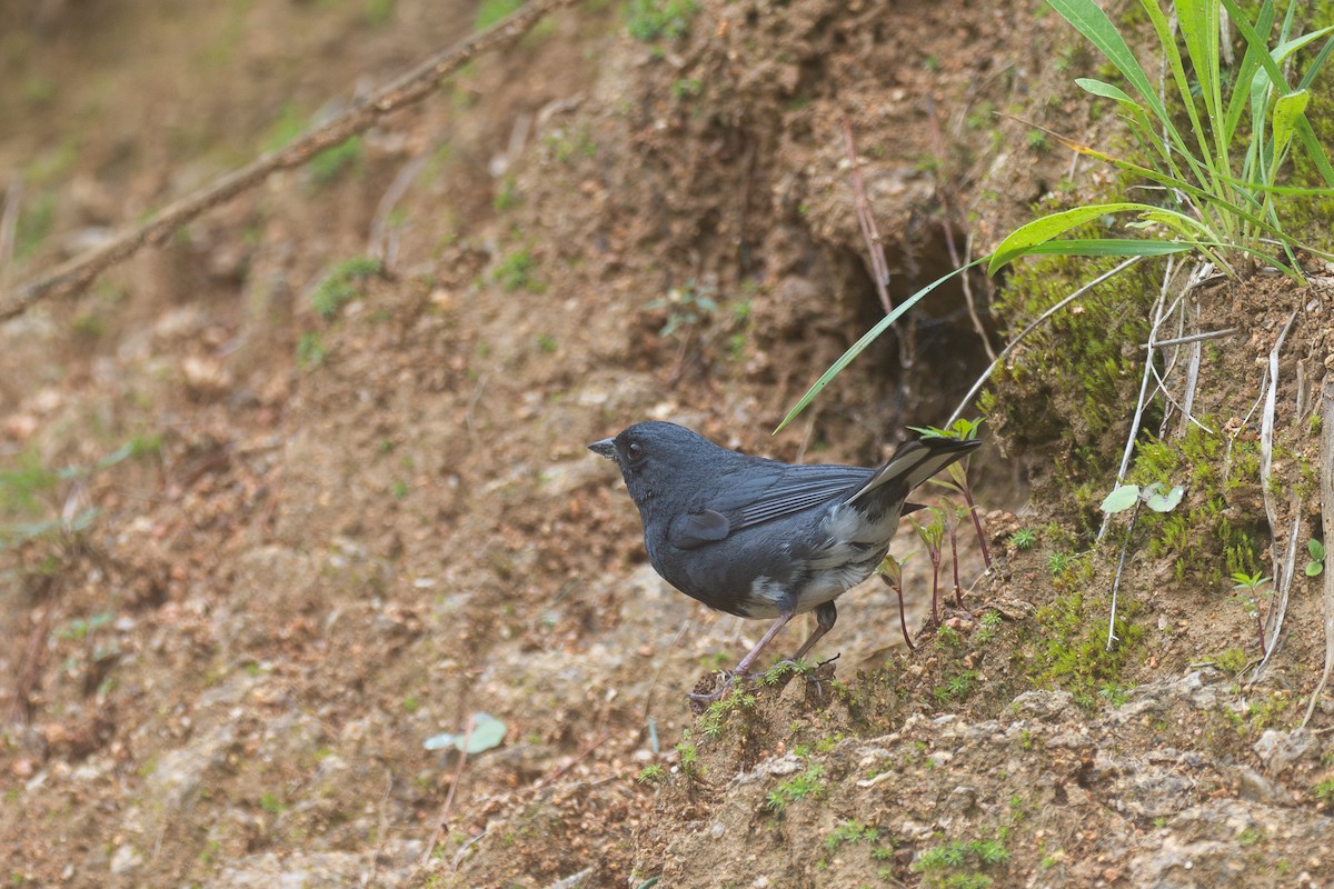 Bruant bleu - ML646782783