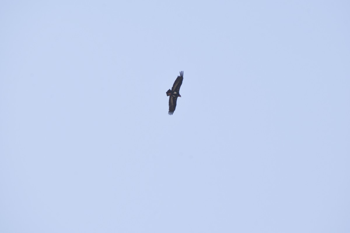 Vautour royal - ML646782784