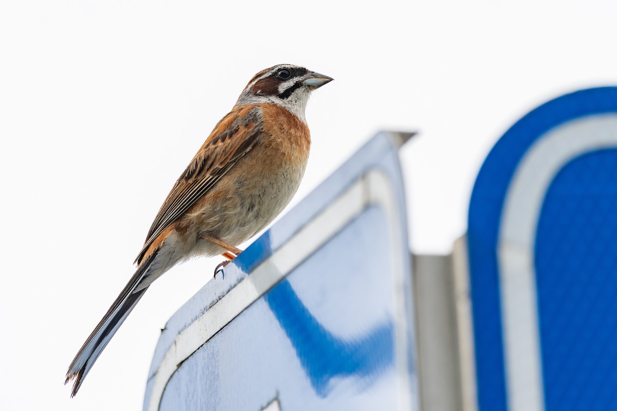 Bruant à longue queue - ML646782785